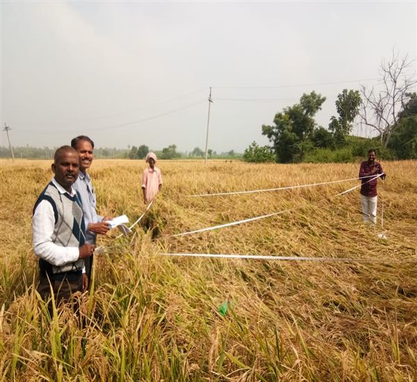 Warangal Urban District                                                                                                                                                                                                                                    - Crop Cutting Expts.,                                                                                                                                   - PMFBY-CCE AT AMBALA(V) KAMALAPUR(M)                                                                                                                                                                                                                             - dt.21/11/2019          